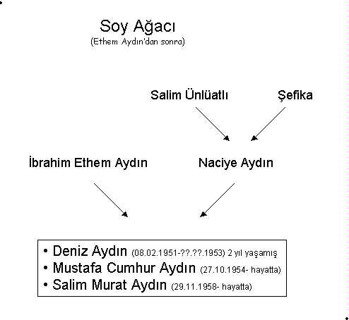 Soy agacı