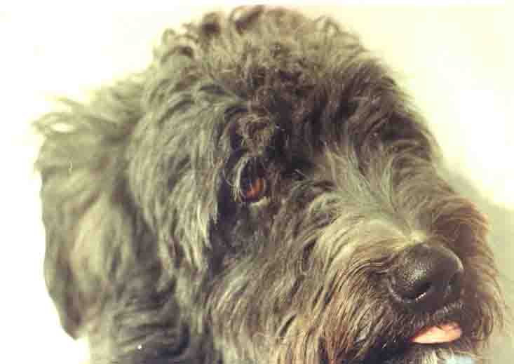Ethem Aydın'ın yazılarına konu olan köpek: Zeytin Ethem Aydın'ın yazılarına konu olan köpek: Zeytin